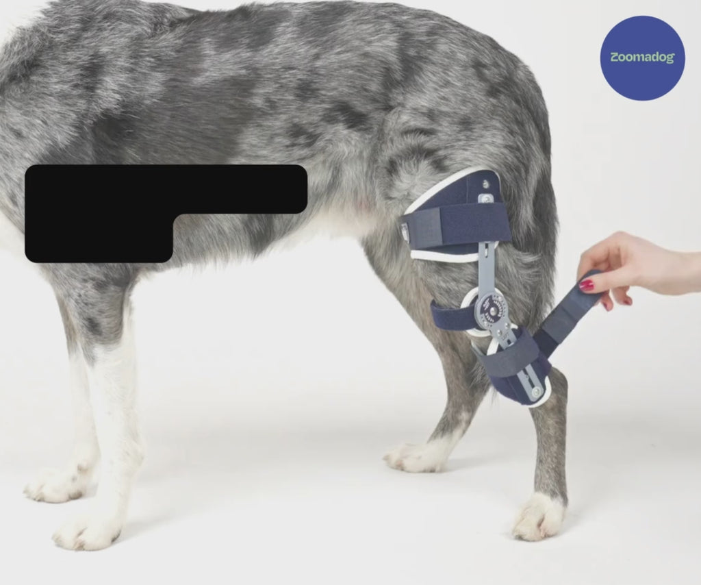 Adjustable hinged knee dog brace for cruciate ligaments - BALTO LIGATEK