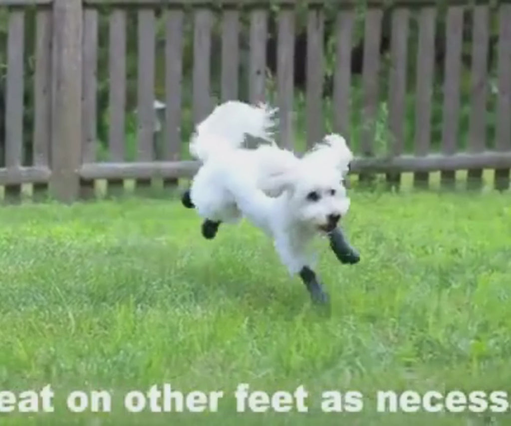Best Dog Boots, Socks and Paw Knuckling — ZOOMADOG