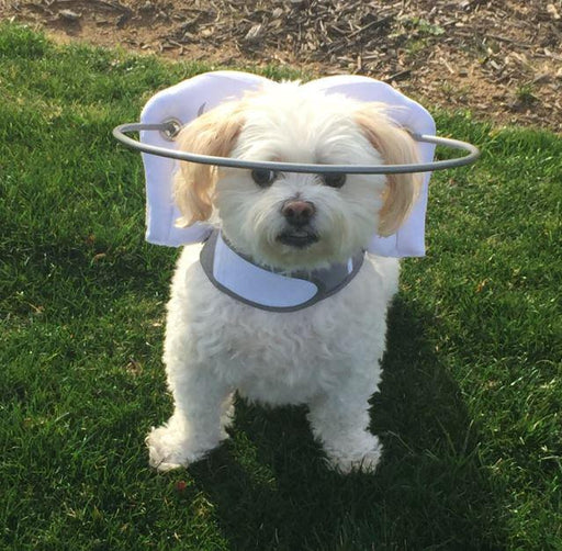 Muffin's Halo for Blind Dogs (blue) - ZOOMADOG