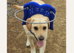 Muffin's Halo for Blind Dogs (blue) - ZOOMADOG