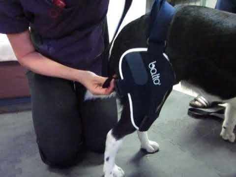 Balto® Jump Plus - Double Cruciate Dog Knee Brace - ZOOMADOG