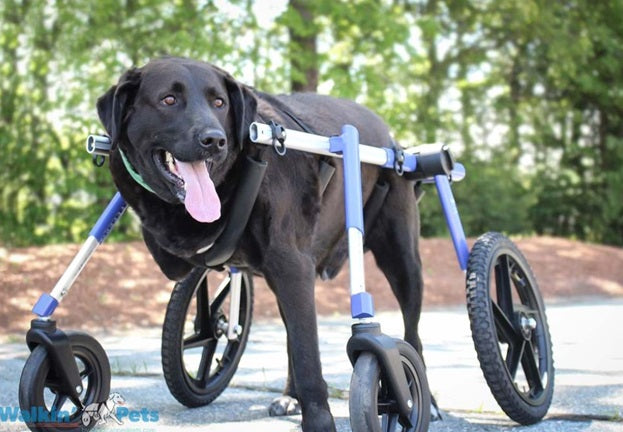 Quad Dog Wheelchair by Walkin Wheels (blue)