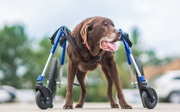 Walkin Wheels Quad Dog Wheelchair (blue)