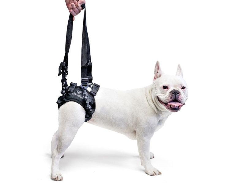 Walkin Rear Lift Dog Harness - best for Walkin Wheelchair — ZOOMADOG