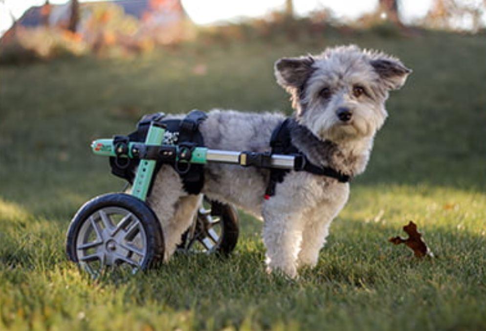 50% Off Walkin Rear Lift Dog Harness best for Walkin