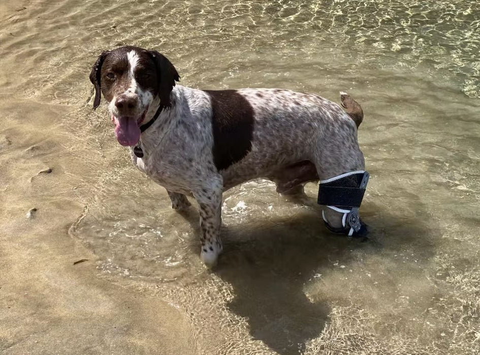 Balto® Ligatek - Adjustable Hinged Dog Knee Brace