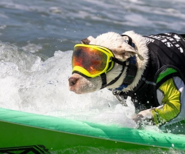 Rex Specs Dog Goggles for Blind or Active Dogs V2 Black ZOOMADOG