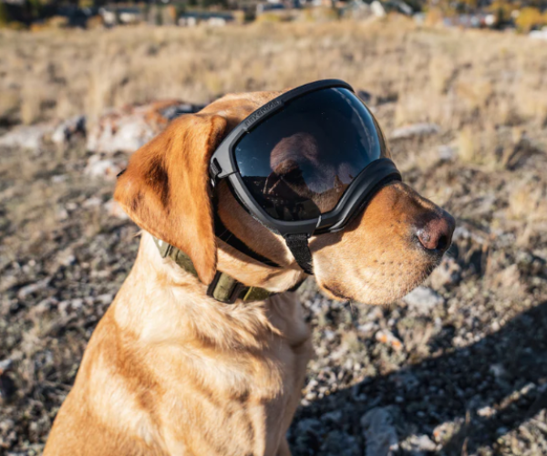 Glasses for blind dogs on sale