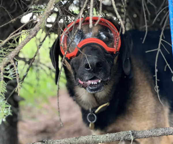 Hunting online dog goggles