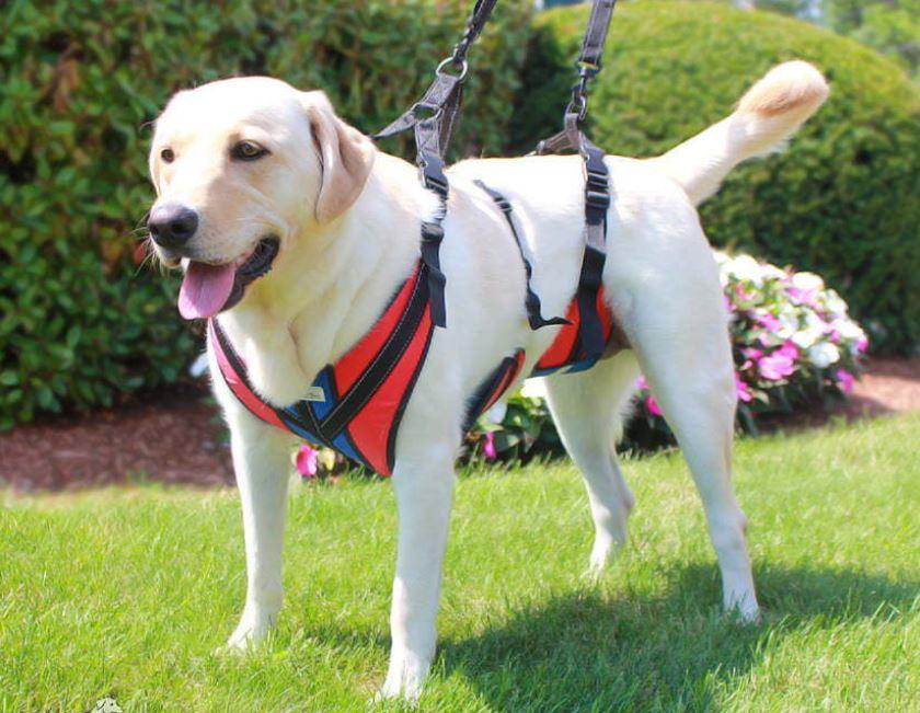 Tureclos Dog Lift Harness Patches Reusable Walking Aid Adjustable Legs Strap Pet Walking Support, Back Legs, M, Size: Back Legs Medium