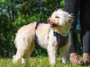 Walkin’ Support RX - Total Body Support for Dogs - ZOOMADOG