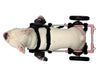 Quad Front Harness for Walkin’ Wheelchair - ZOOMADOG