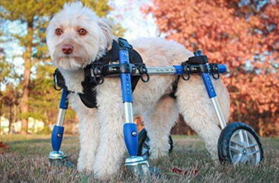 Quad Front Harness for Walkin’ Wheelchair - ZOOMADOG