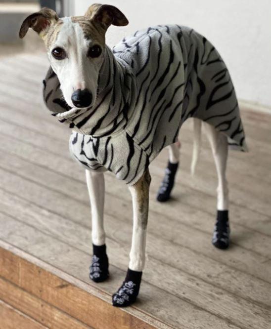 Whippet - Greyhound Ladies Trainer Socks - Whippet Greyhound Designs