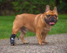 Walkin’ Anti-Knuckling Training Dog Sock - ZOOMADOG