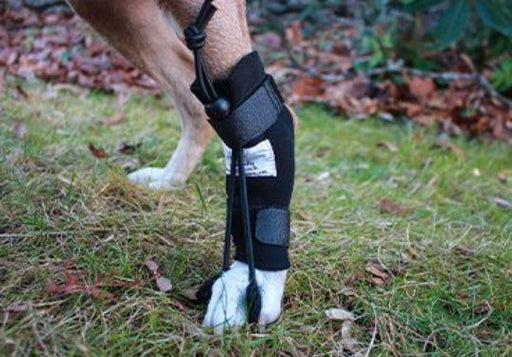 Walkin’ Anti-Knuckling Training Dog Sock - ZOOMADOG