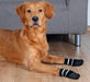 Trixie Rubber Based Dog Socks - ZOOMADOG