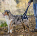 Balto® Up - Dog Rear Harness Support - ZOOMADOG