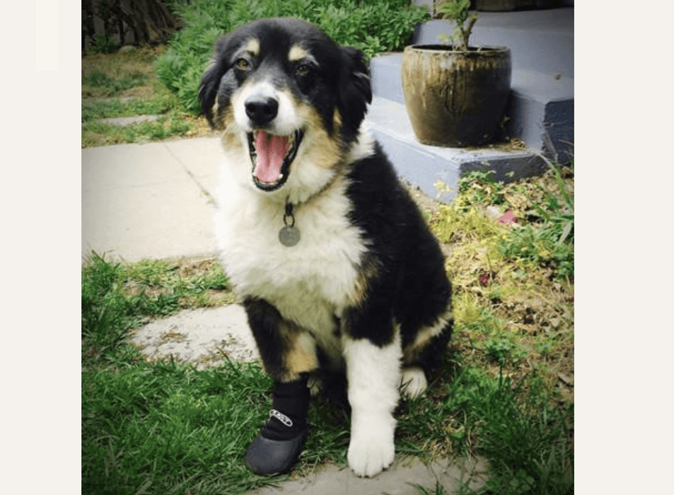 Walkabout Protective Dog Boots - ZOOMADOG