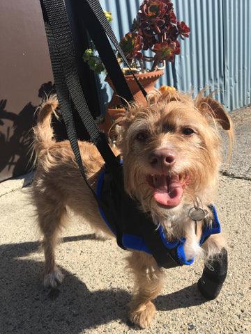 Walkabout Front Lift Walking Dog Harness — ZOOMADOG