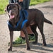 Walkabout Front Lift Walking Dog Harness - ZOOMADOG