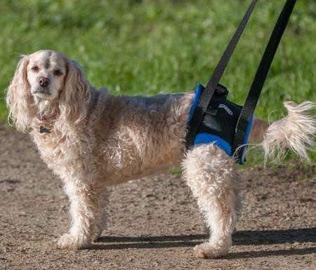 Walkabout Rear Lift Walking Dog Harness — ZOOMADOG