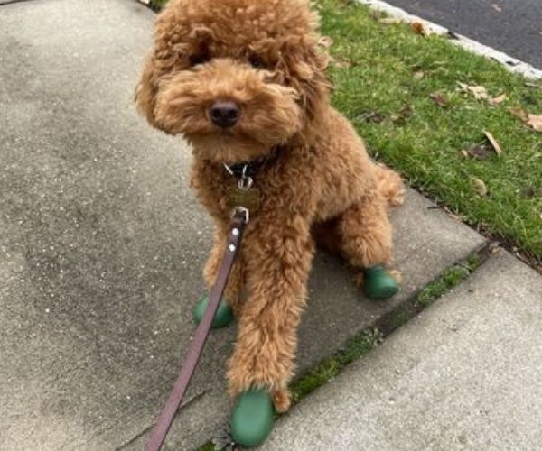 WagWear WagWellies® Rubber Dog Boots (two boots) — ZOOMADOG